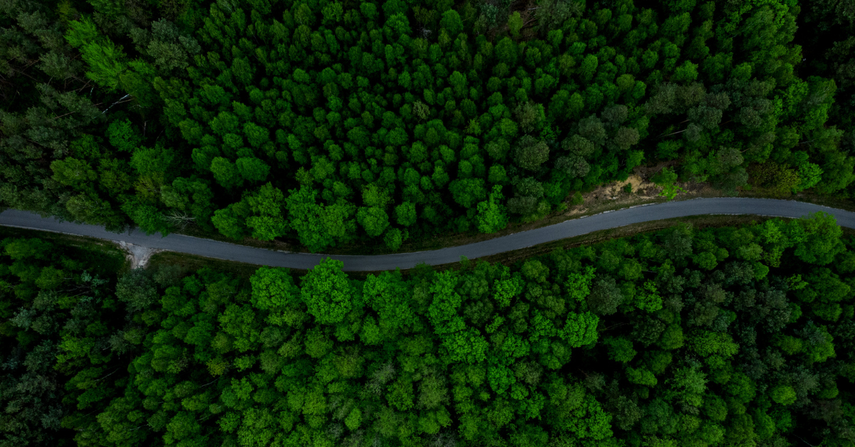 road through green forest