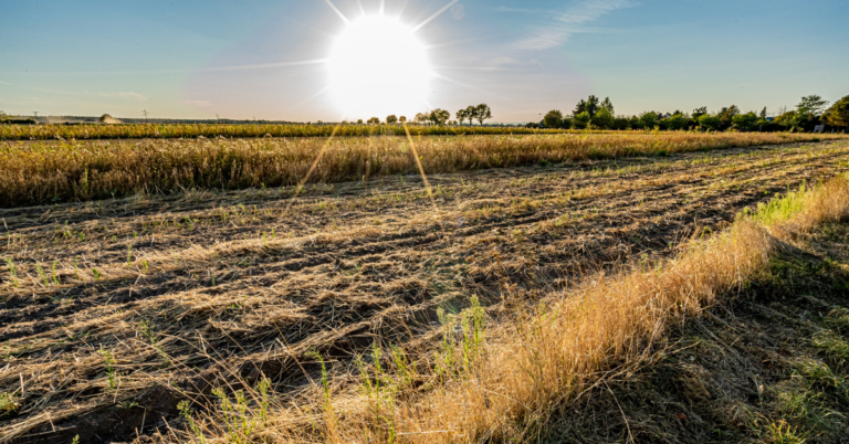dry field with sun shinging above